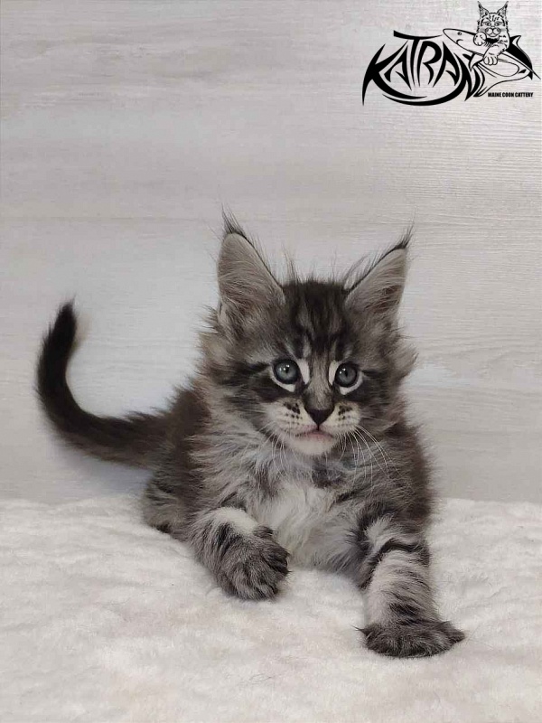 Katran Orion - Кошеня мейн-кун 1 місяць 2 тижні