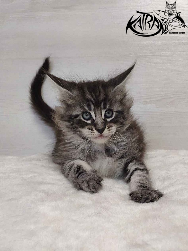 Katran Orion - Кошеня мейн-кун 1 місяць 2 тижні