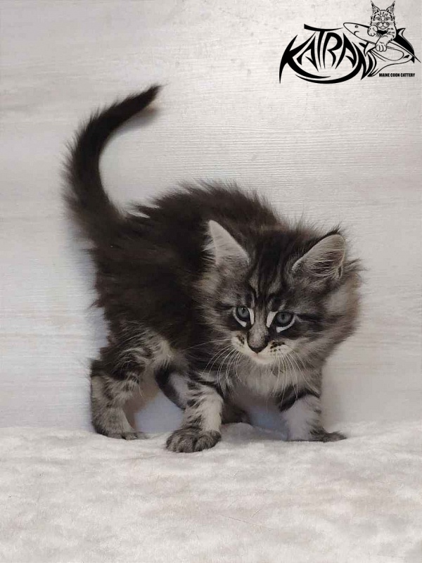 Katran Orion - Кошеня мейн-кун 1 місяць 2 тижні