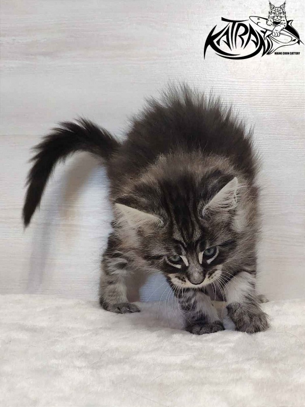 Katran Orion - Кошеня мейн-кун 1 місяць 2 тижні