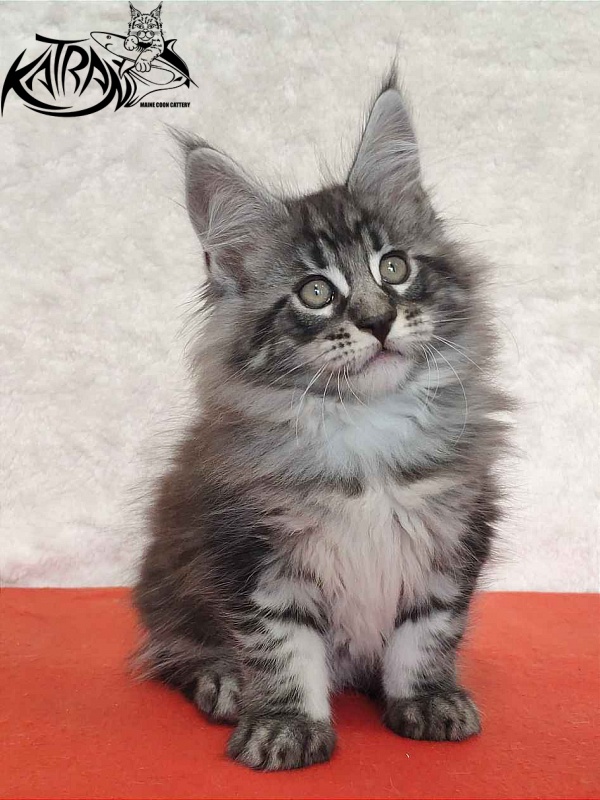 Katran Orion - Кошеня мейн-кун 2 місяця