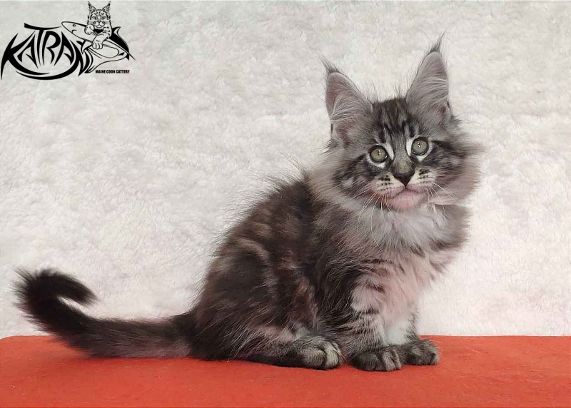 Katran Orion - Кошеня мейн-кун 2 місяця