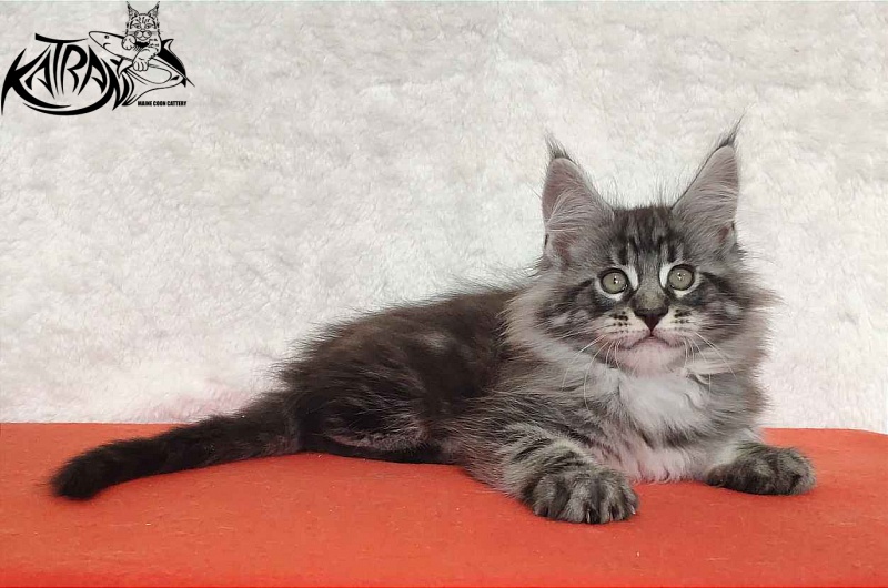 Katran Orion - Кошеня мейн-кун 2 місяця