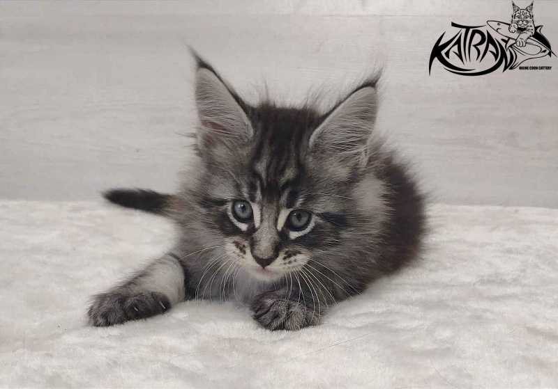 Katran Orion - Кошеня мейн-кун 1 місяць 2 тижні