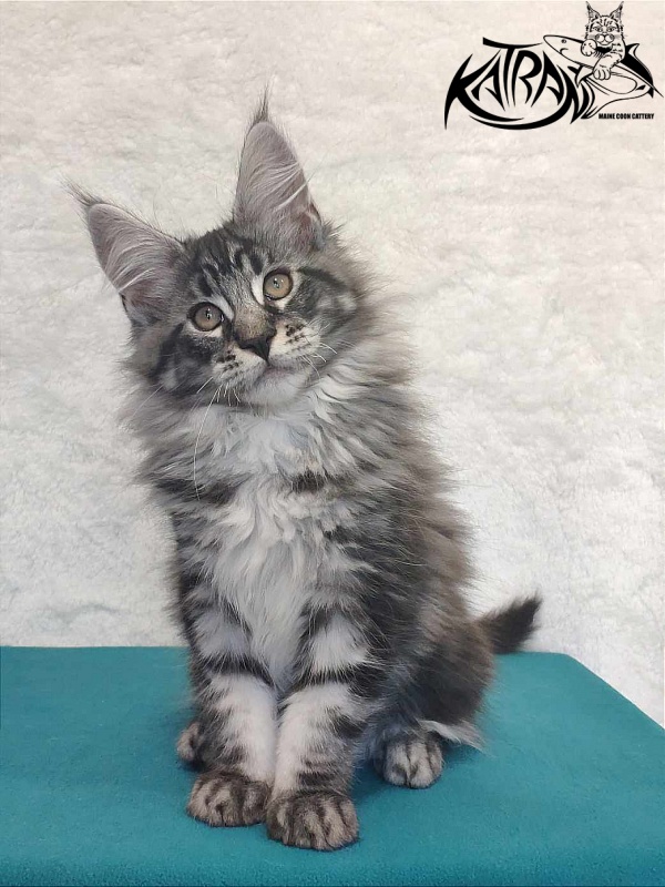 Katran Orion - Кошеня мейн-кун 3 місяця