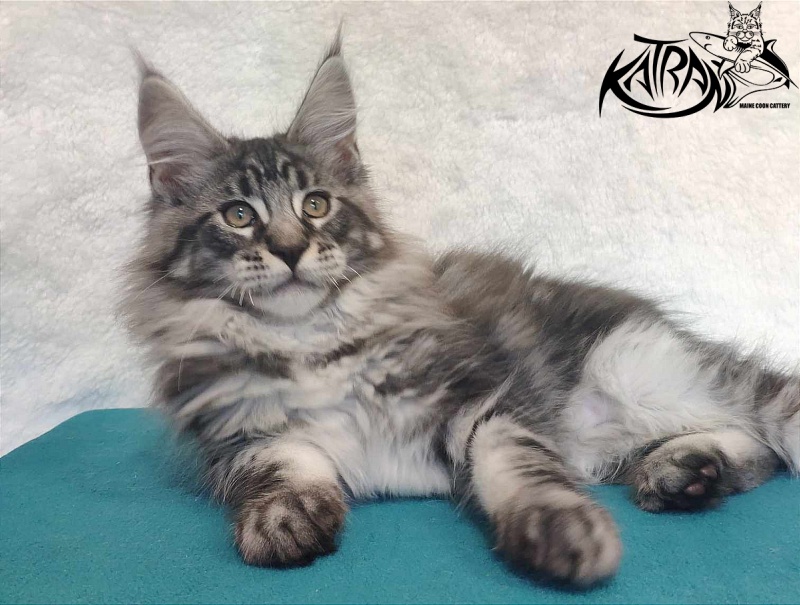 Katran Orion - Кошеня мейн-кун 3 місяця