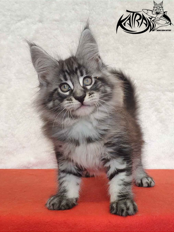 Katran Orion - Кошеня мейн-кун 2 місяця