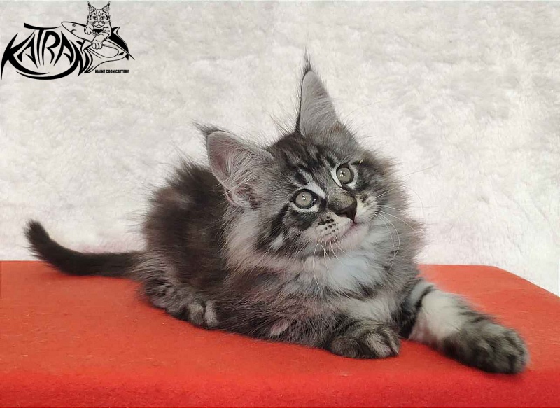 Katran Orion - Кошеня мейн-кун 2 місяця