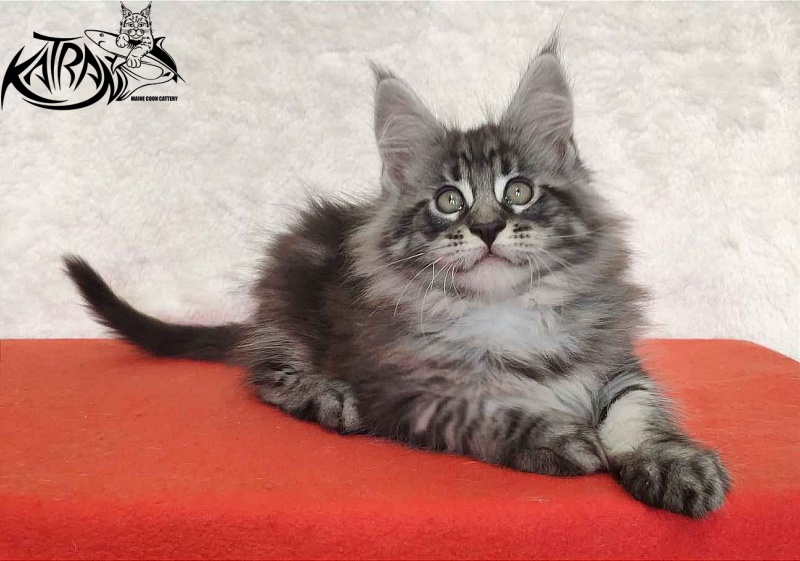 Katran Orion - Кошеня мейн-кун 2 місяця