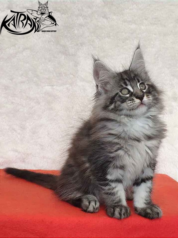 Katran Orion - Кошеня мейн-кун 2 місяця