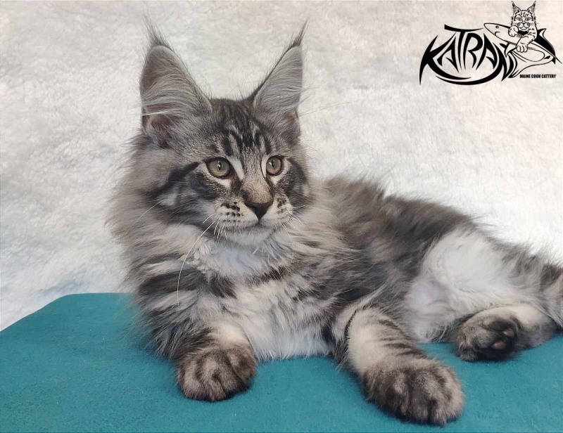 Katran Orion - Кошеня мейн-кун 3 місяця