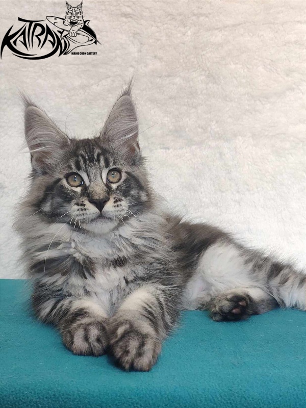 Katran Orion - Кошеня мейн-кун 3 місяця