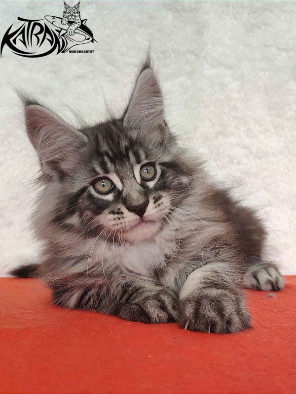 Katran Orion - Кошеня мейн-кун 2 місяця