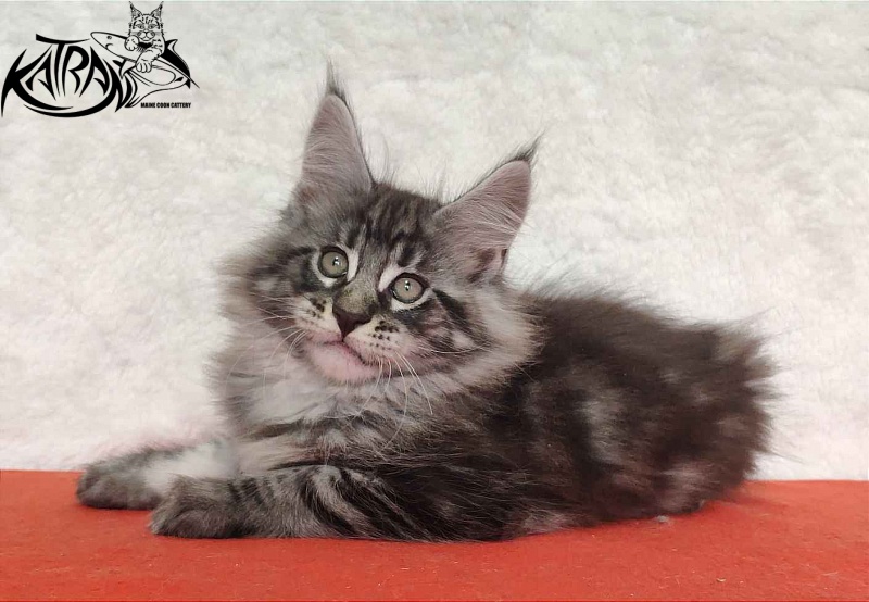 Katran Orion - Кошеня мейн-кун 2 місяця