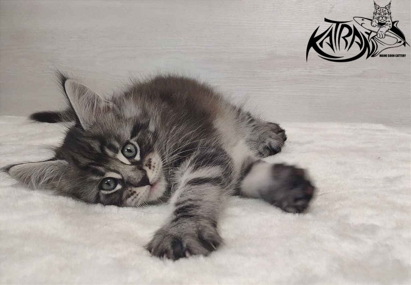 Katran Orion - Кошеня мейн-кун 1 місяць 2 тижні