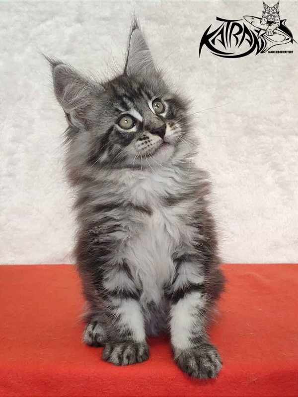 Katran Orion - Кошеня мейн-кун 2 місяця
