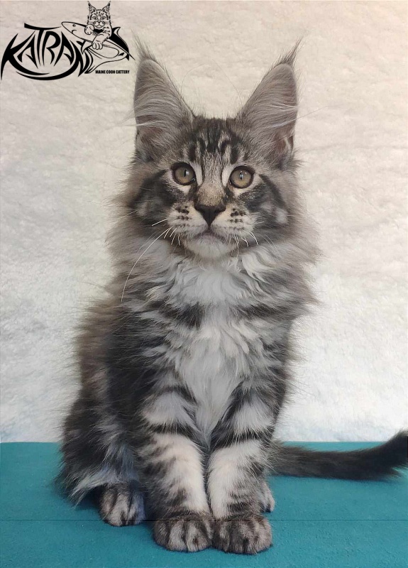 Katran Orion - Кошеня мейн-кун 3 місяця