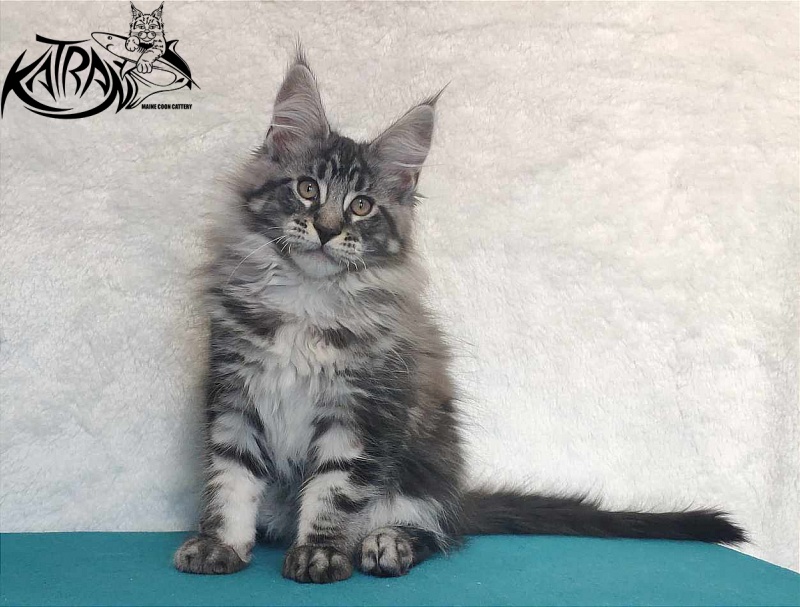 Katran Orion - Кошеня мейн-кун 3 місяця