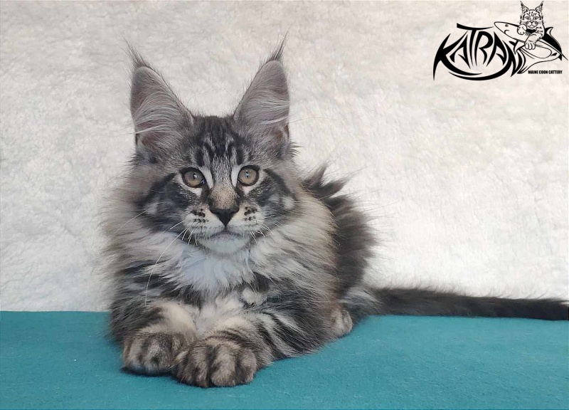 Katran Orion - Кошеня мейн-кун 3 місяця