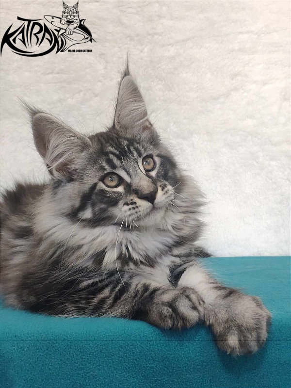 Katran Orion - Кошеня мейн-кун 3 місяця