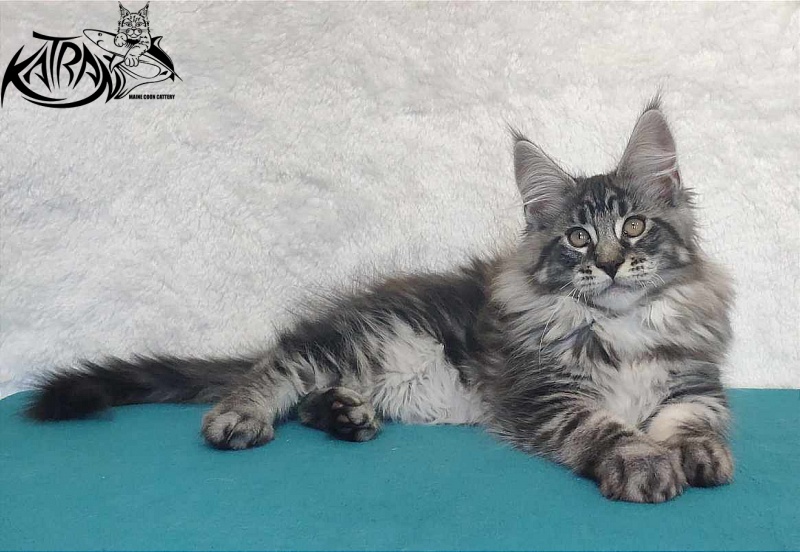 Katran Orion - Кошеня мейн-кун 3 місяця