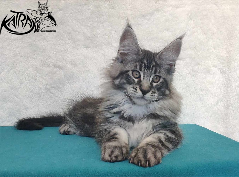 Katran Orion - Кошеня мейн-кун 3 місяця