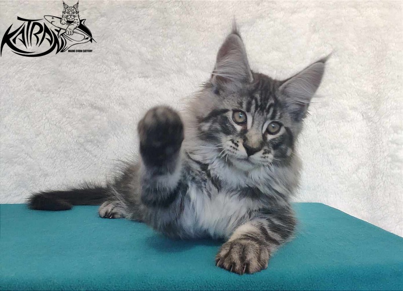 Katran Orion - Кошеня мейн-кун 3 місяця
