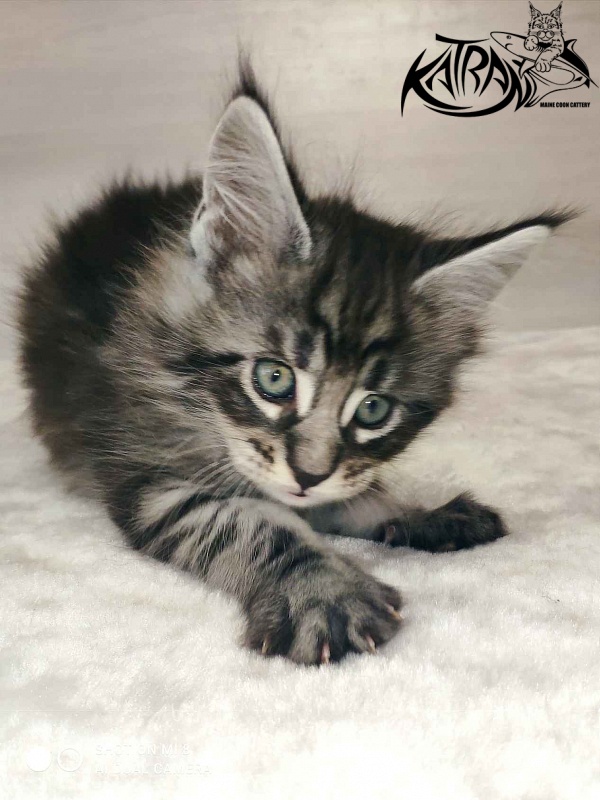 Katran Orion - Кошеня мейн-кун 1 місяць 2 тижні