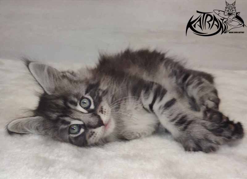 Katran Orion - Кошеня мейн-кун 1 місяць 2 тижні