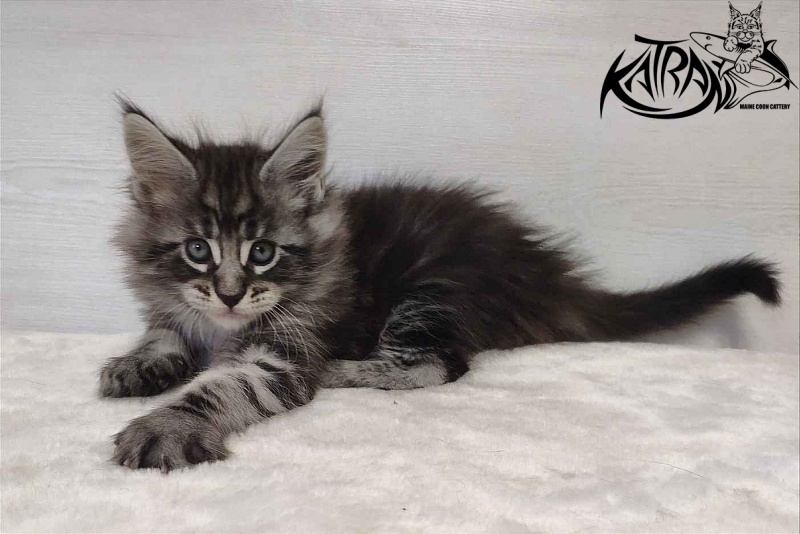 Katran Orion - Кошеня мейн-кун 1 місяць 2 тижні