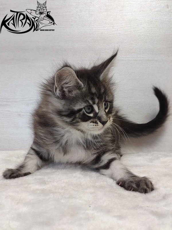 Katran Orion - Кошеня мейн-кун 1 місяць 2 тижні