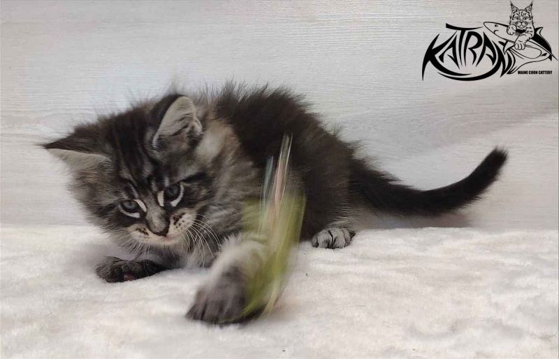 Katran Orion - Кошеня мейн-кун 1 місяць 2 тижні