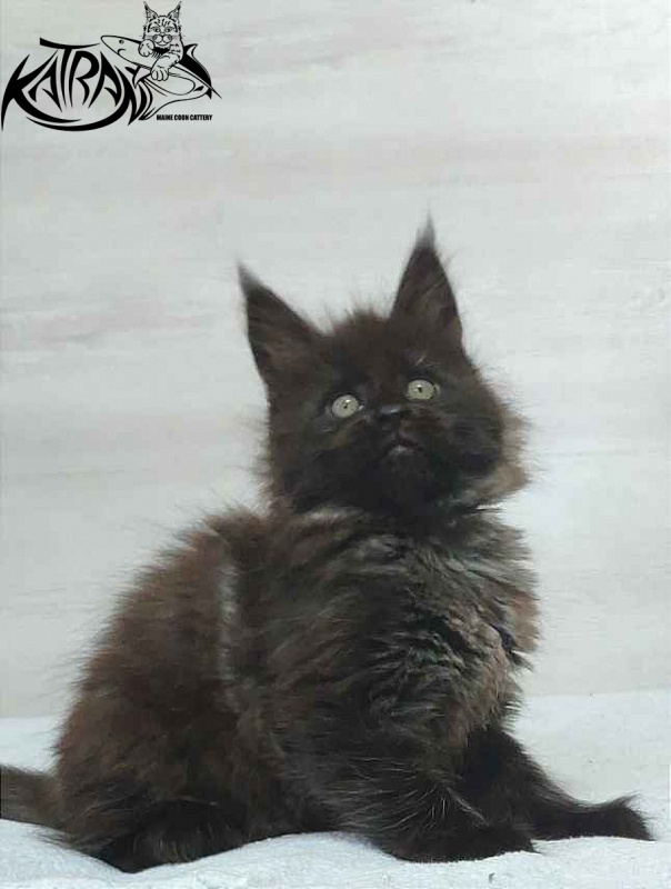 Katran Oscar - Кошеня мейн-кун 1 місяць 2 тижні