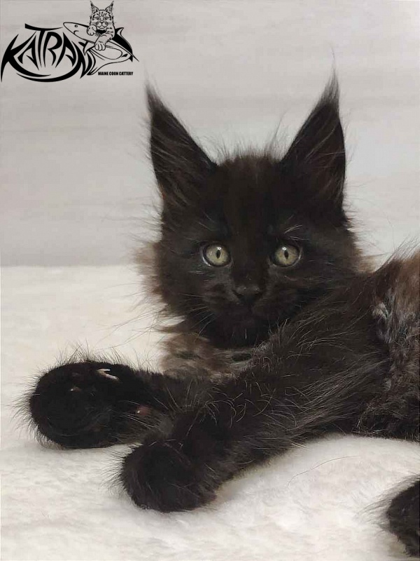 Katran Oscar - Кошеня мейн-кун 1 місяць 2 тижні