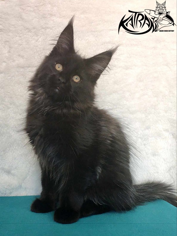 Katran Oscar - Кошеня мейн-кун 3 місяця