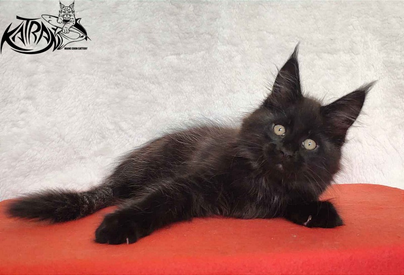 Katran Oscar - Кошеня мейн-кун 2 місяця