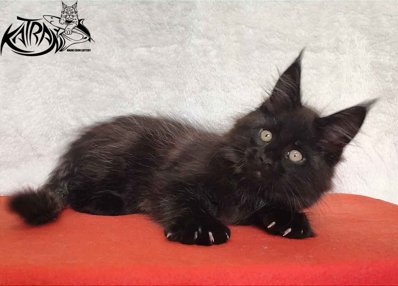 Katran Oscar - Кошеня мейн-кун 2 місяця