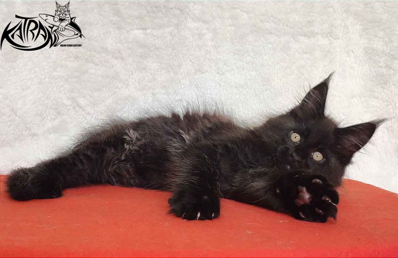 Katran Oscar - Кошеня мейн-кун 2 місяця