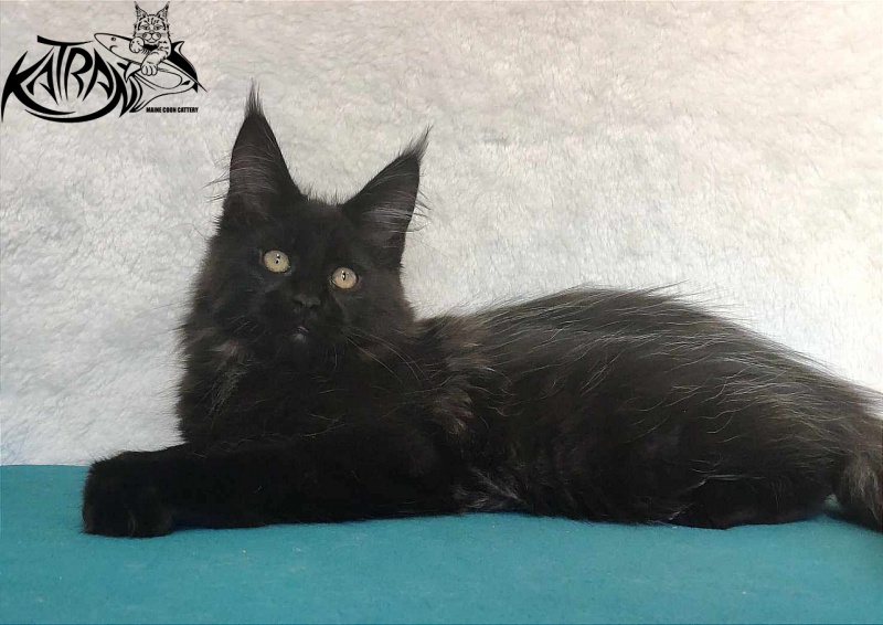 Katran Oscar - Кошеня мейн-кун 3 місяця