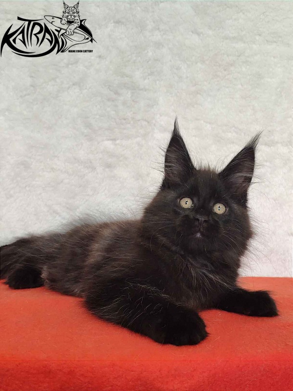 Katran Oscar - Кошеня мейн-кун 2 місяця