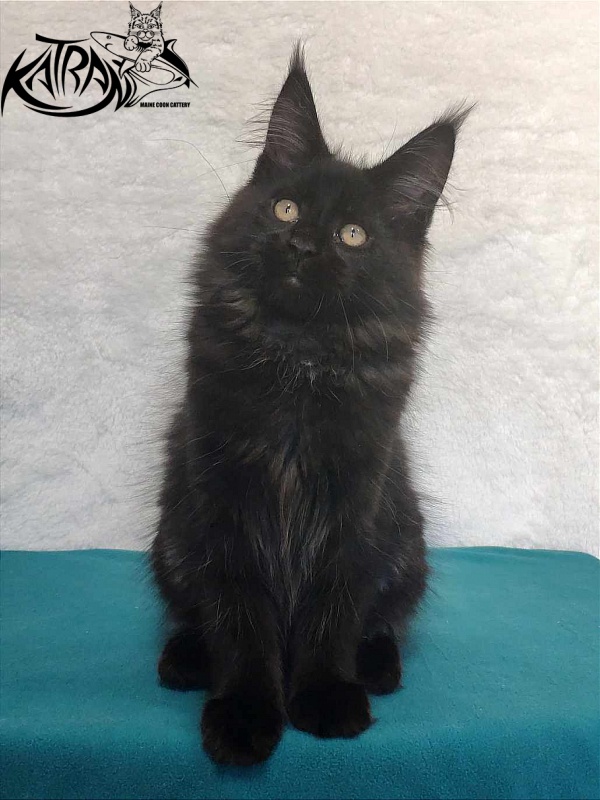 Katran Oscar - Кошеня мейн-кун 3 місяця