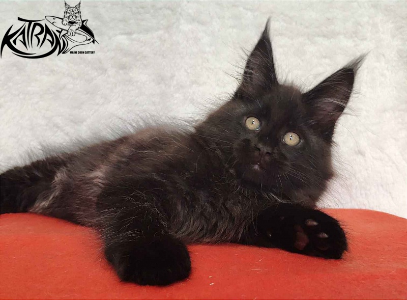 Katran Oscar - Кошеня мейн-кун 2 місяця