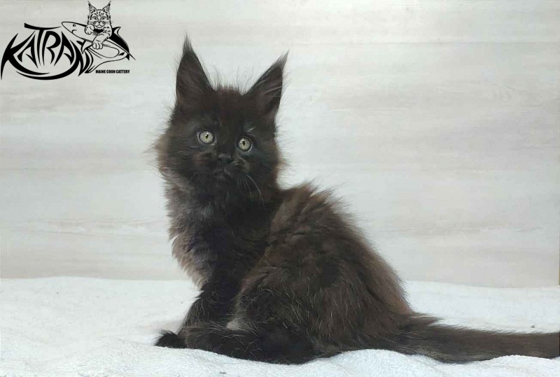 Katran Oscar - Кошеня мейн-кун 1 місяць 2 тижні