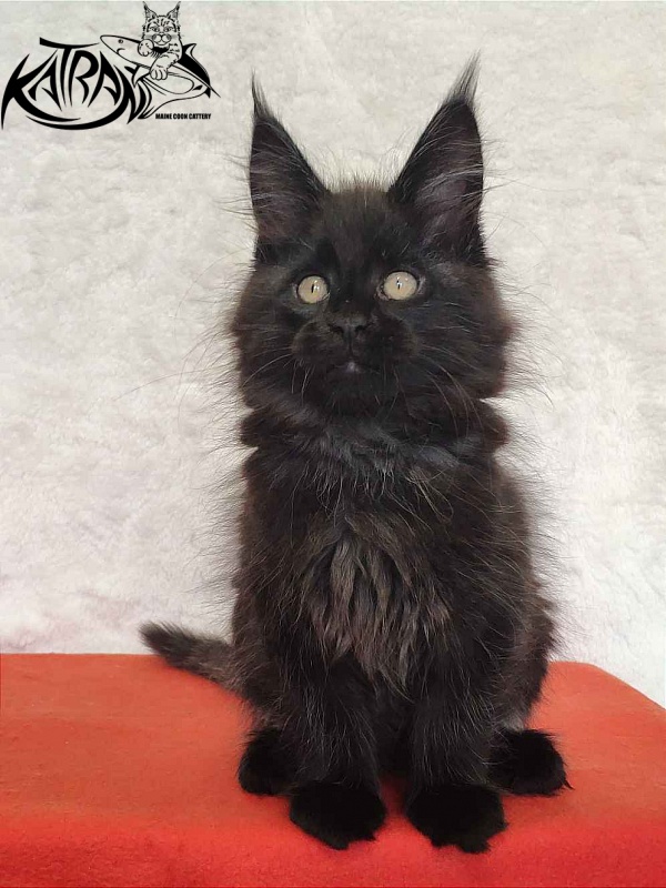 Katran Oscar - Кошеня мейн-кун 2 місяця