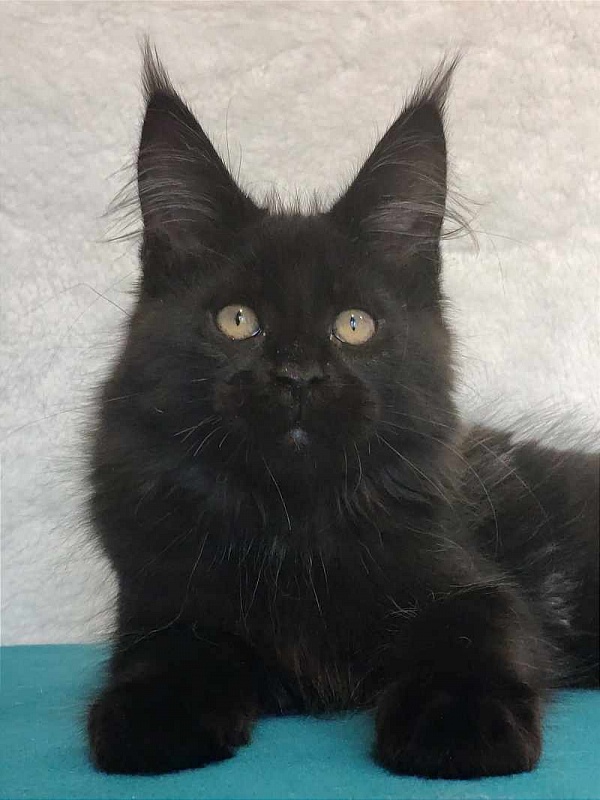 Katran Oscar - Кошеня мейн-кун 3 місяця