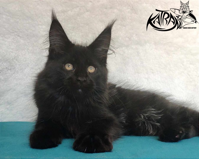 Katran Oscar - Кошеня мейн-кун 3 місяця