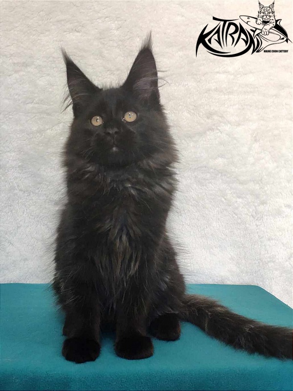 Katran Oscar - Кошеня мейн-кун 3 місяця