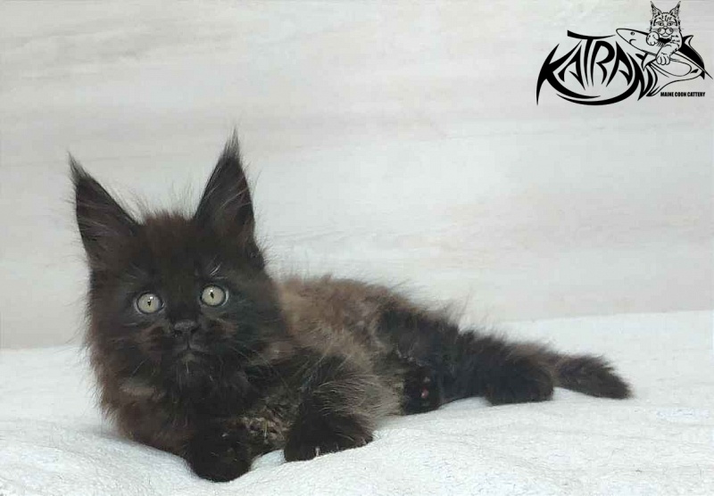 Katran Oscar - Кошеня мейн-кун 1 місяць 2 тижні