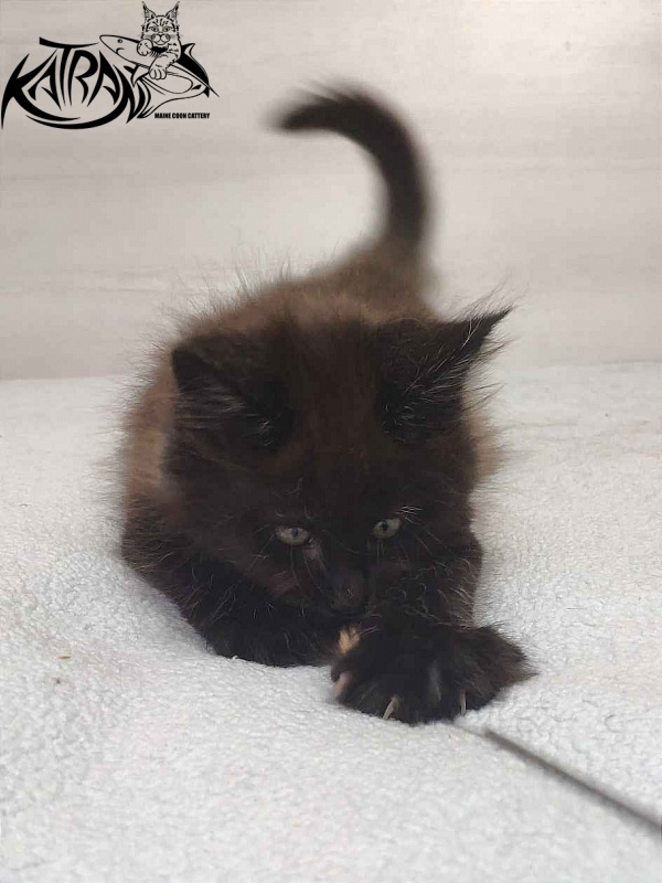 Katran Oscar - Кошеня мейн-кун 1 місяць 2 тижні