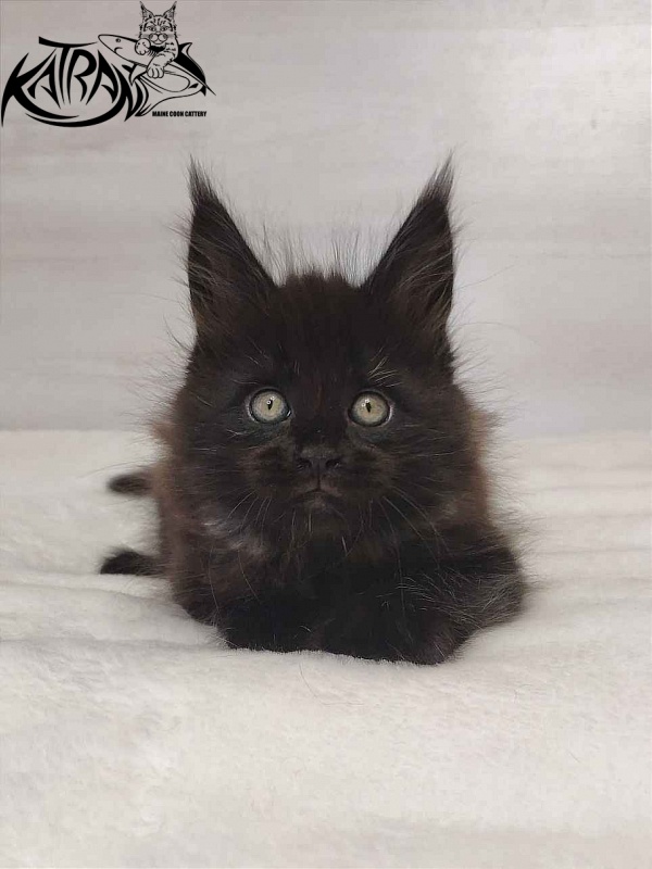 Katran Oscar - Кошеня мейн-кун 1 місяць 2 тижні